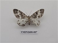 藏品(尺蛾114)的圖片